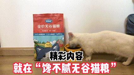 德文猫都很瘦吗,德文猫乖巧吗