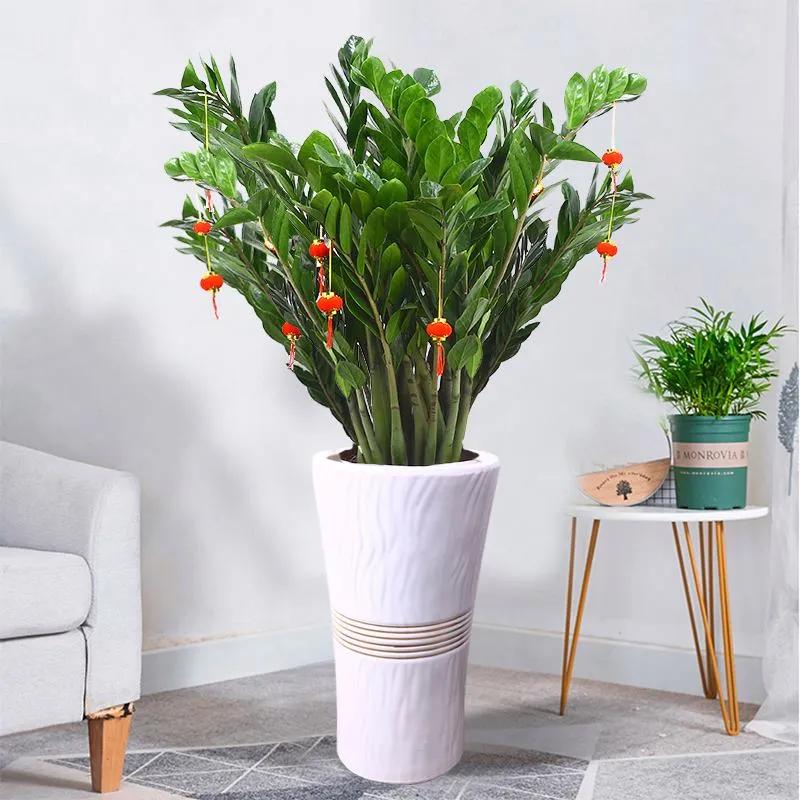 这6种花给点水就爆盆懒人必备,这4种花随便一养就爆盆