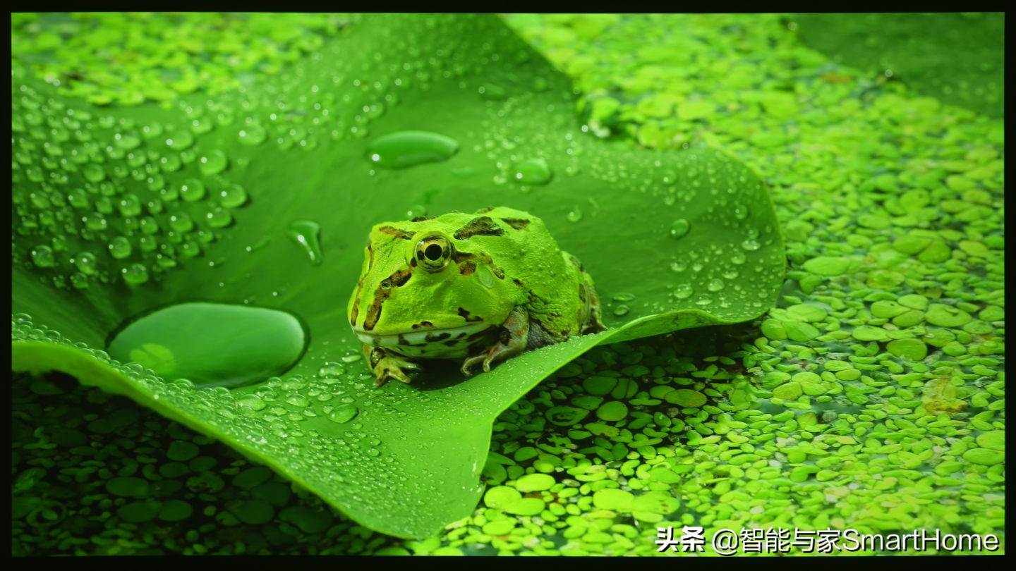 凭实力说话体验索尼VPL-VW898家庭影院投影机