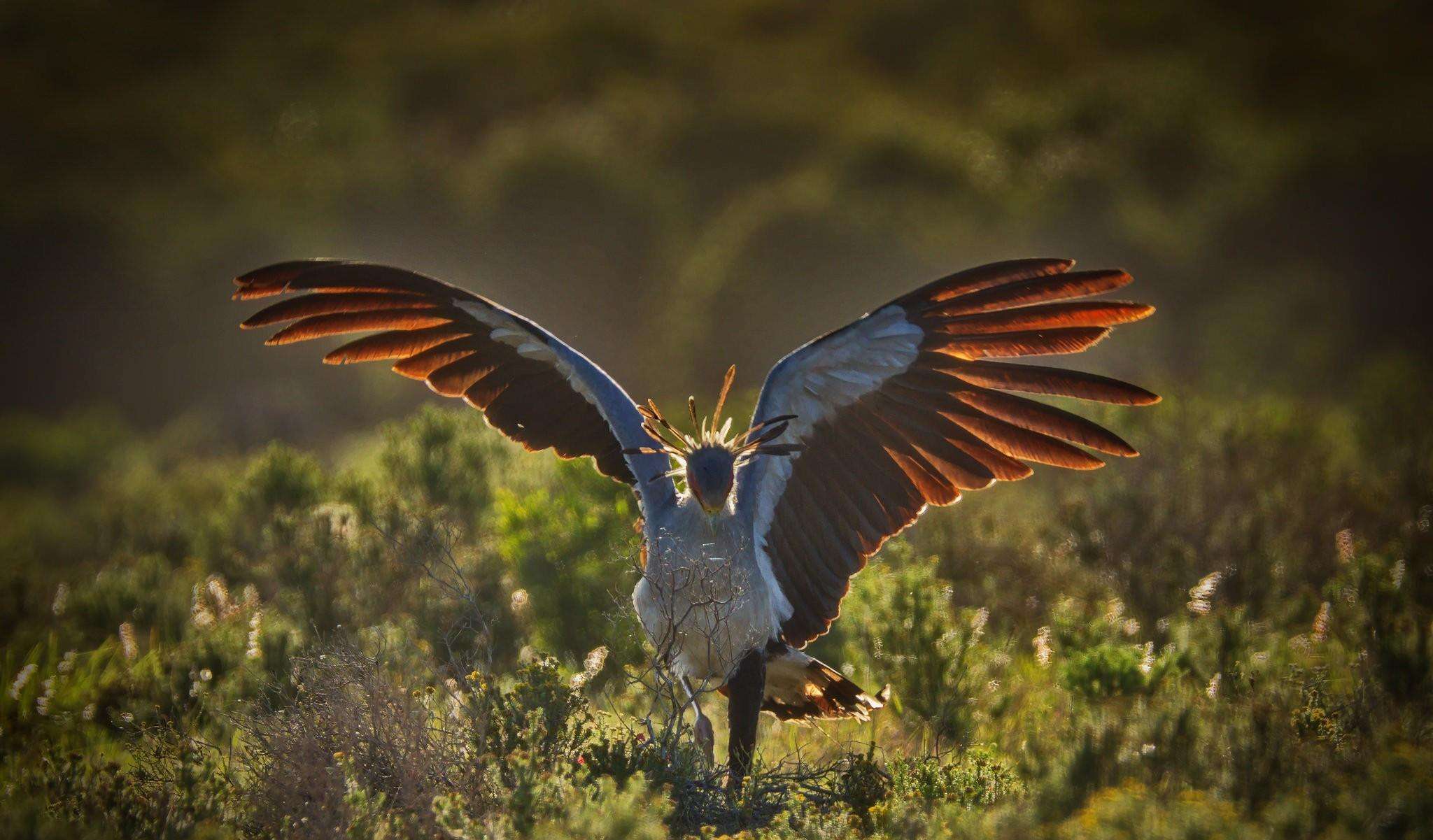世界上最奇怪的十大鸟,世界上最恐怖的大鸟