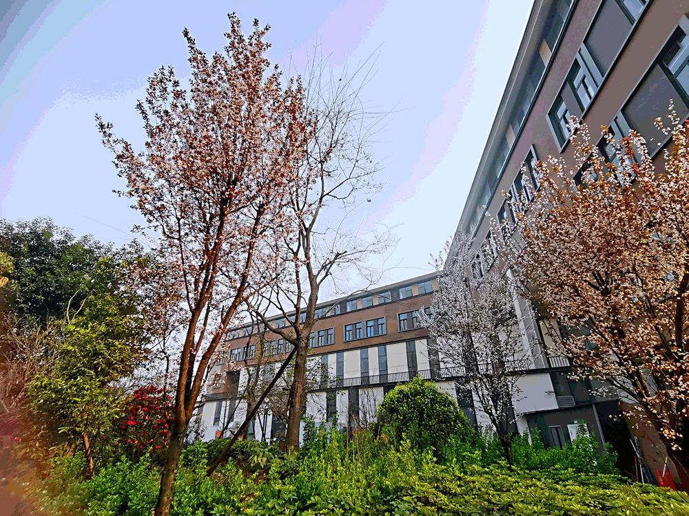 青羊树德实验弘毅校区,树德实验中学弘毅校区怎样