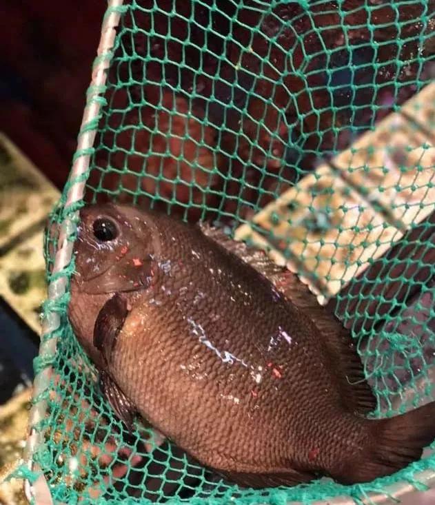 鱼类食材大全名称图片,鱼类菜谱大全100种