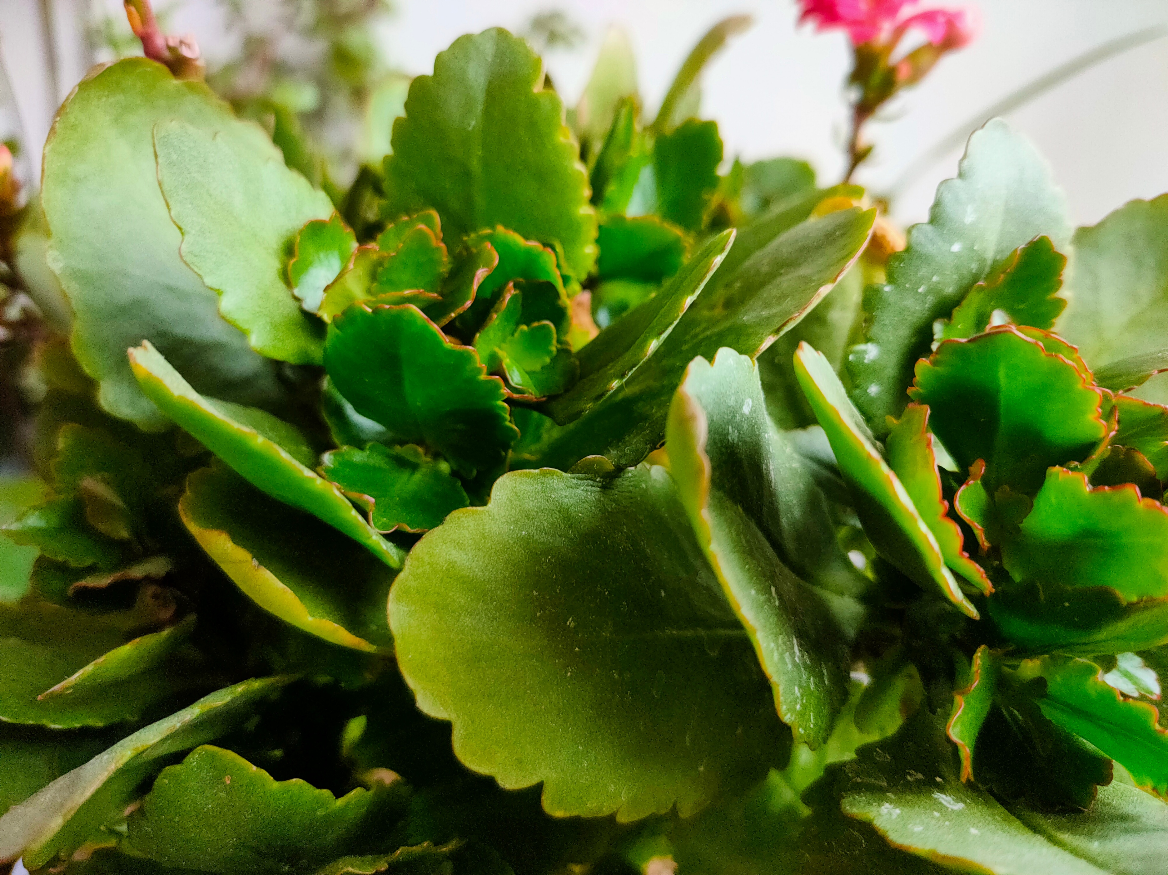 2-3月开花的花卉,3月底种花