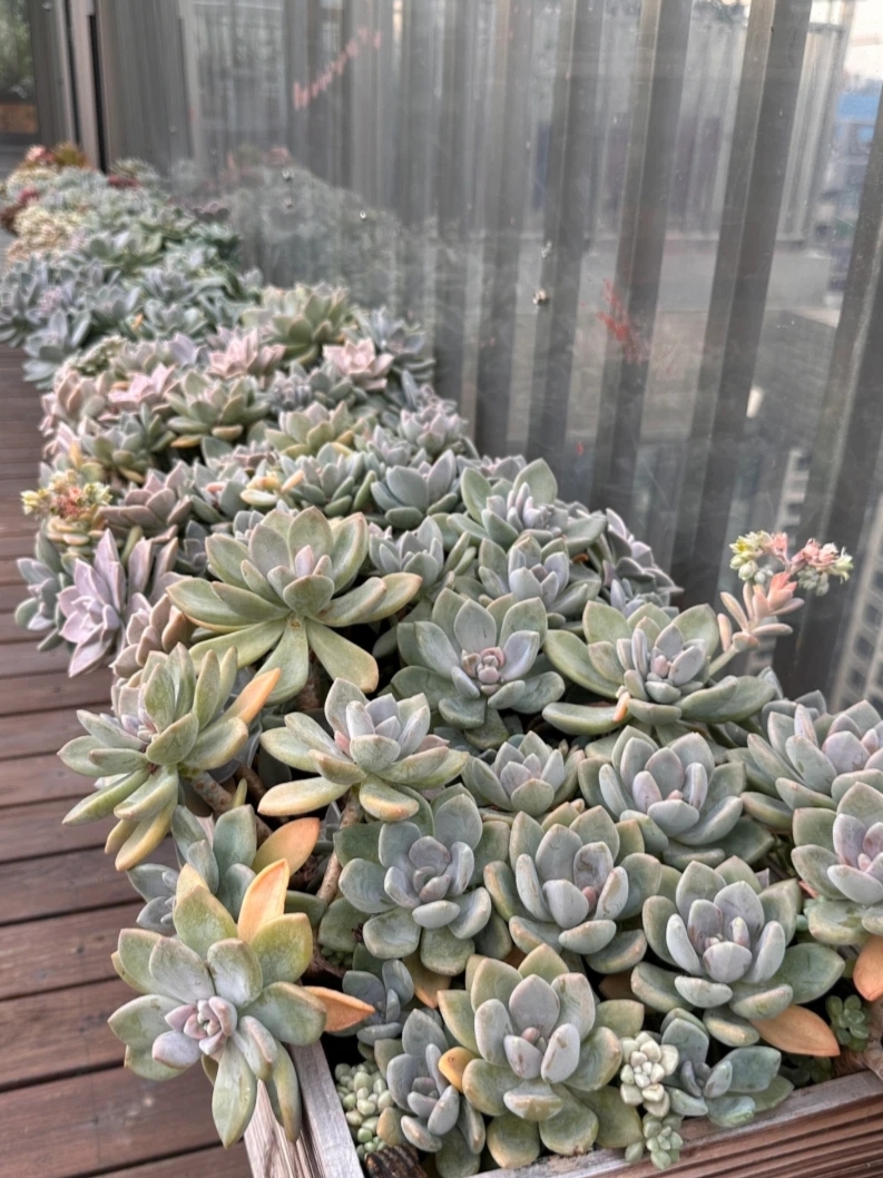 广东能养出好状态的多肉,在广东超级好养的多肉