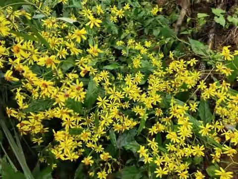 什么花泡水喝明目,什么花能泡水喝可以明目