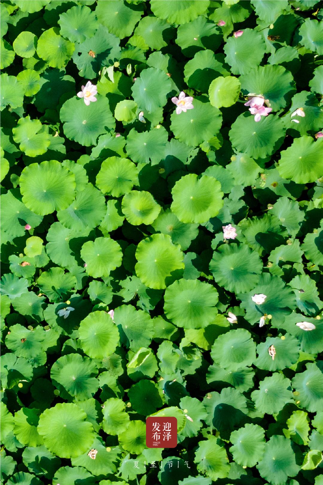 节气夏至已至向阳而生,节气夏至一切如约而至