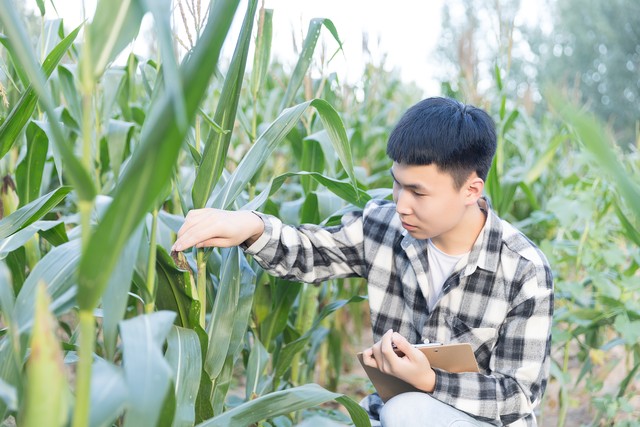 农村村干部真的要取消吗,真的取消农村村干部吗