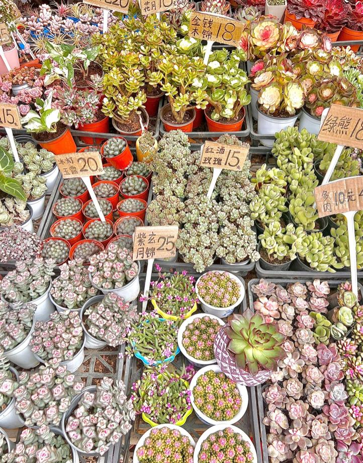 10个深圳花市，母亲节送花，不如带妈妈去看花海