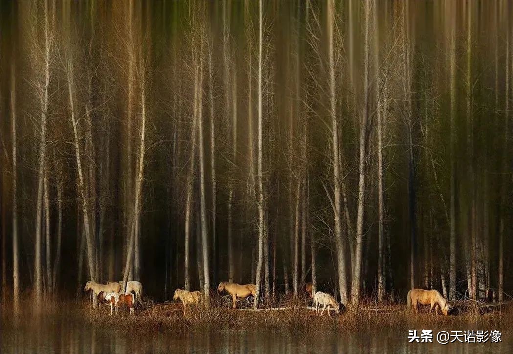 徕卡德味视频,徕卡德味是怎么形成的