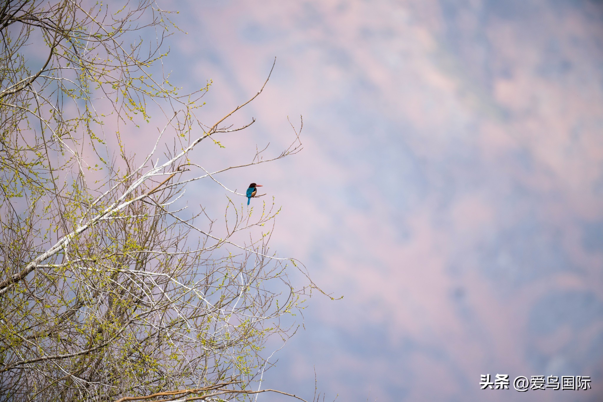 Alpha 1鸟种“加新”之旅 索尼云南拍鸟活动手记