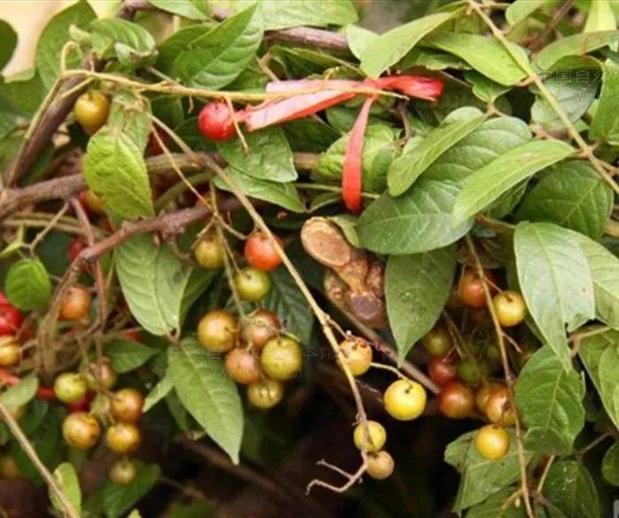 黄藤的功效和作用,中药黄姜藤