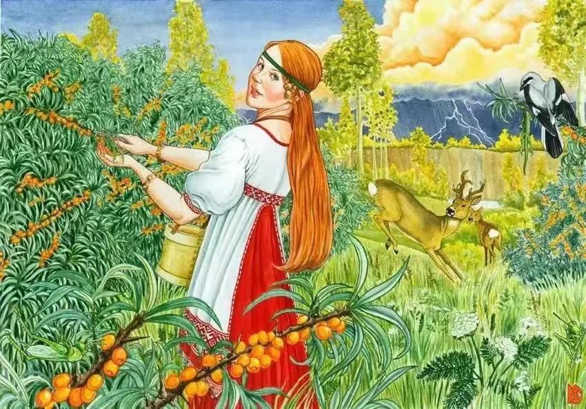 沙棘怎么采摘最好,新疆的沙棘怎么摘