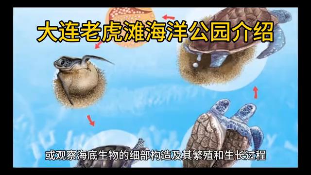 大连老虎滩海洋公园极地馆,大连老虎滩海洋公园老年票