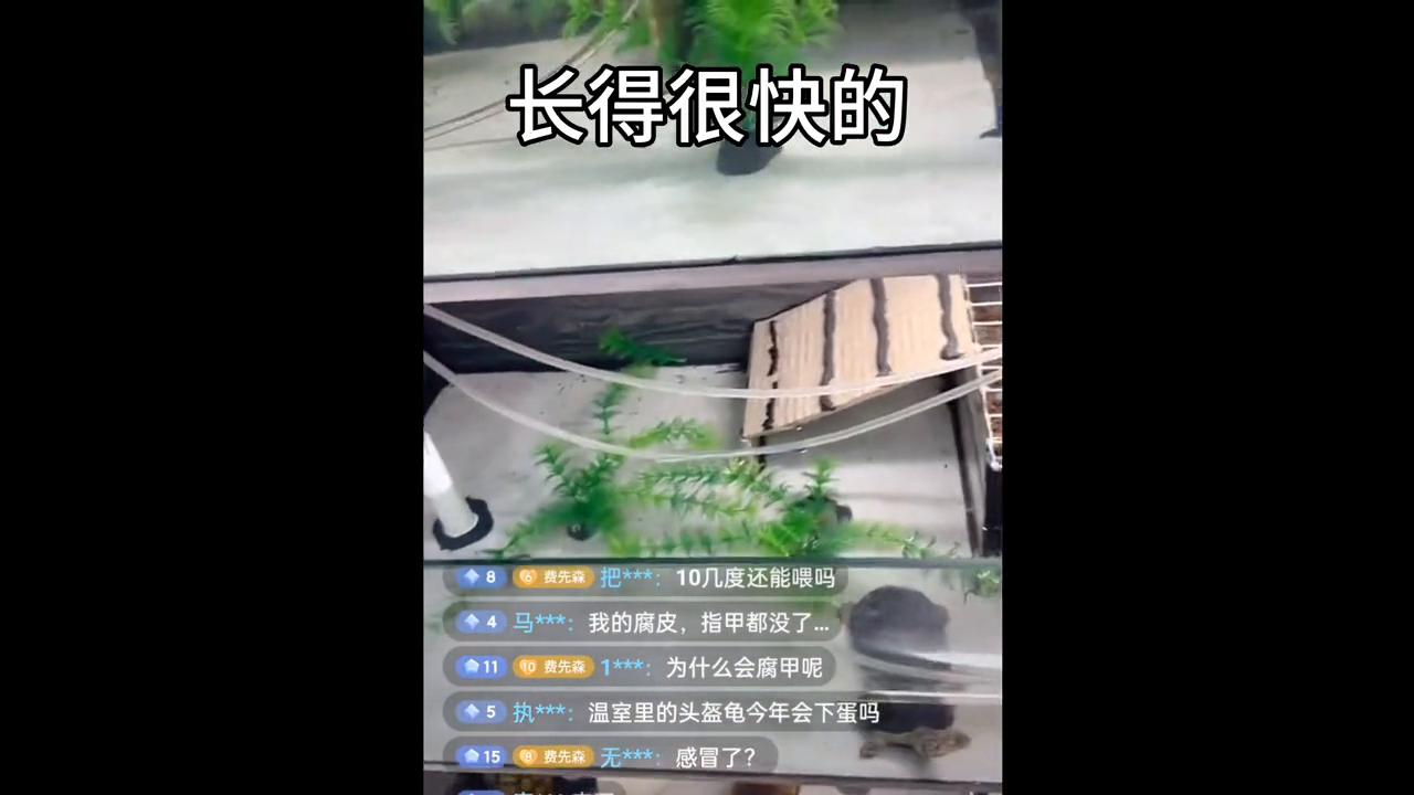 关于腐甲和疥疮#养龟日记