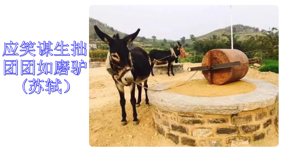 苏轼最喜欢的动物,苏轼一生最经典的20首次