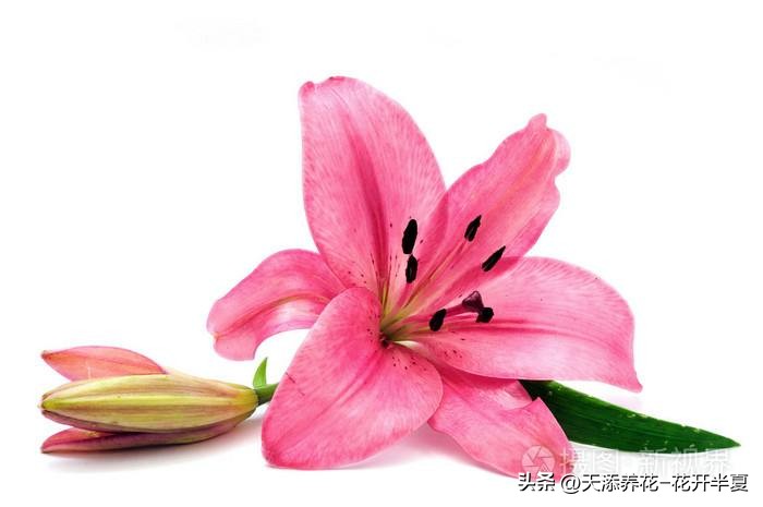 盆栽百合叶子不绿怎么回事,盆栽百合带花苞的盆栽方法