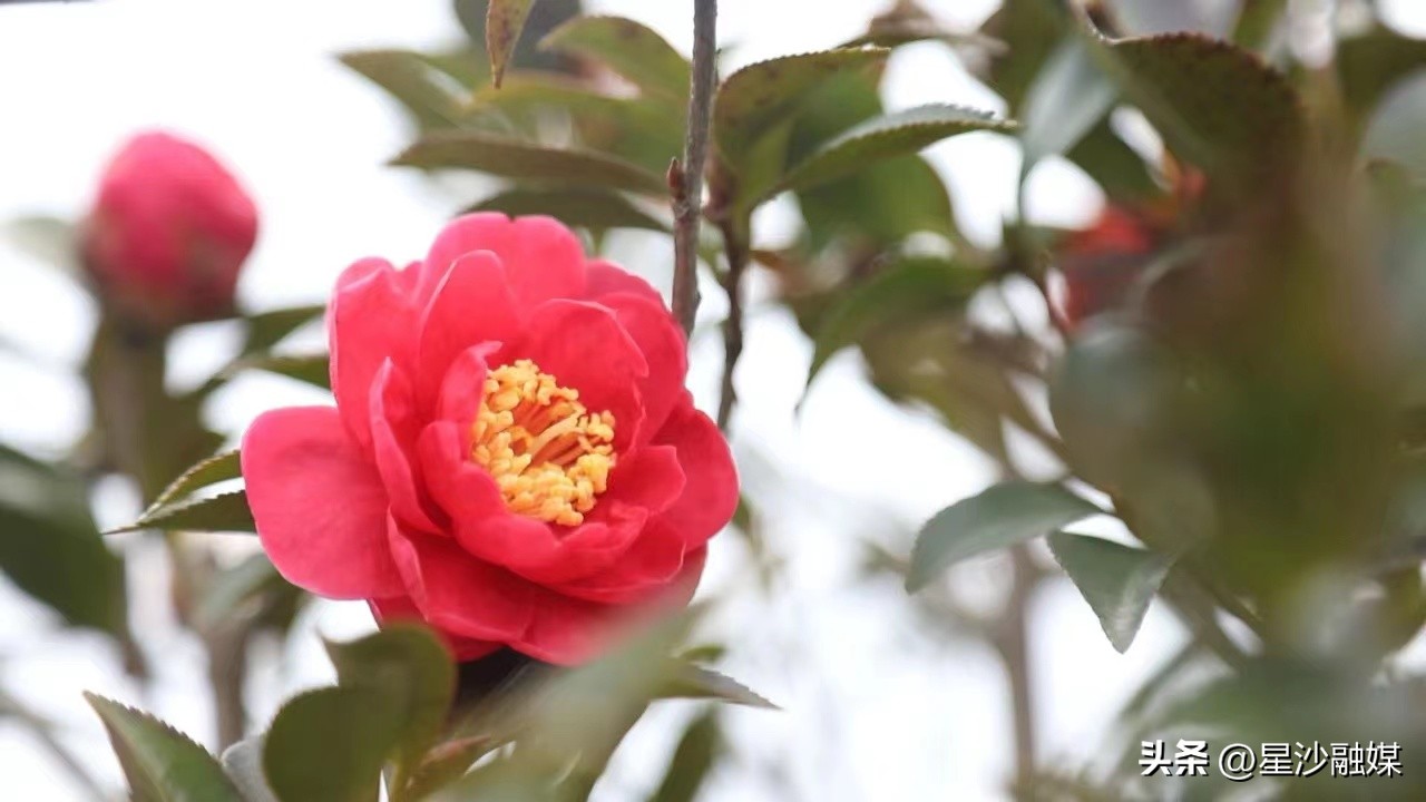 长沙春天赏花的地方有哪些,长沙春天哪里看花海