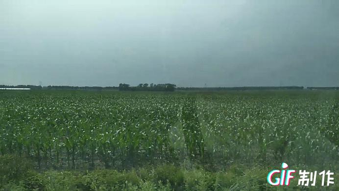 每年端午节都要回家和父母一起过,端午节身在他乡不能回家陪父母