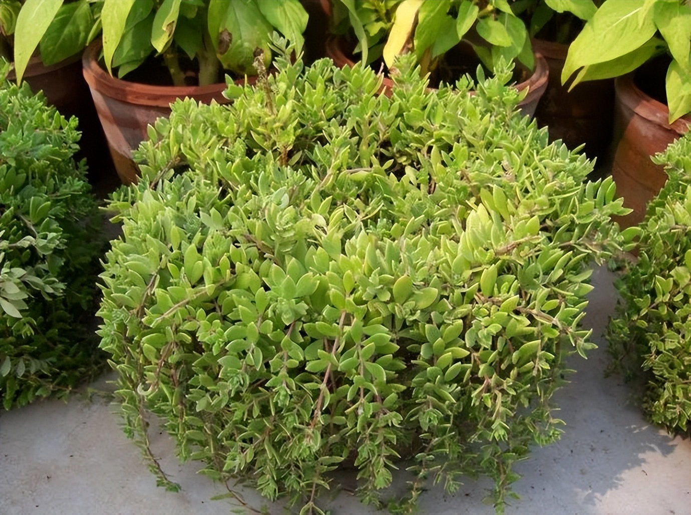 哪种草治疗肝病有奇效,可以治疗肝病的草叫什么