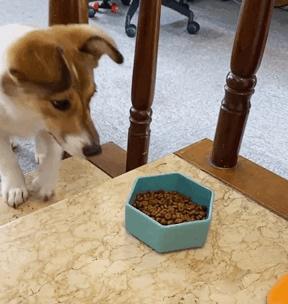 狗狗的6个坏习惯一定要及时纠正,哪种狗狗最可爱而且好养聪明