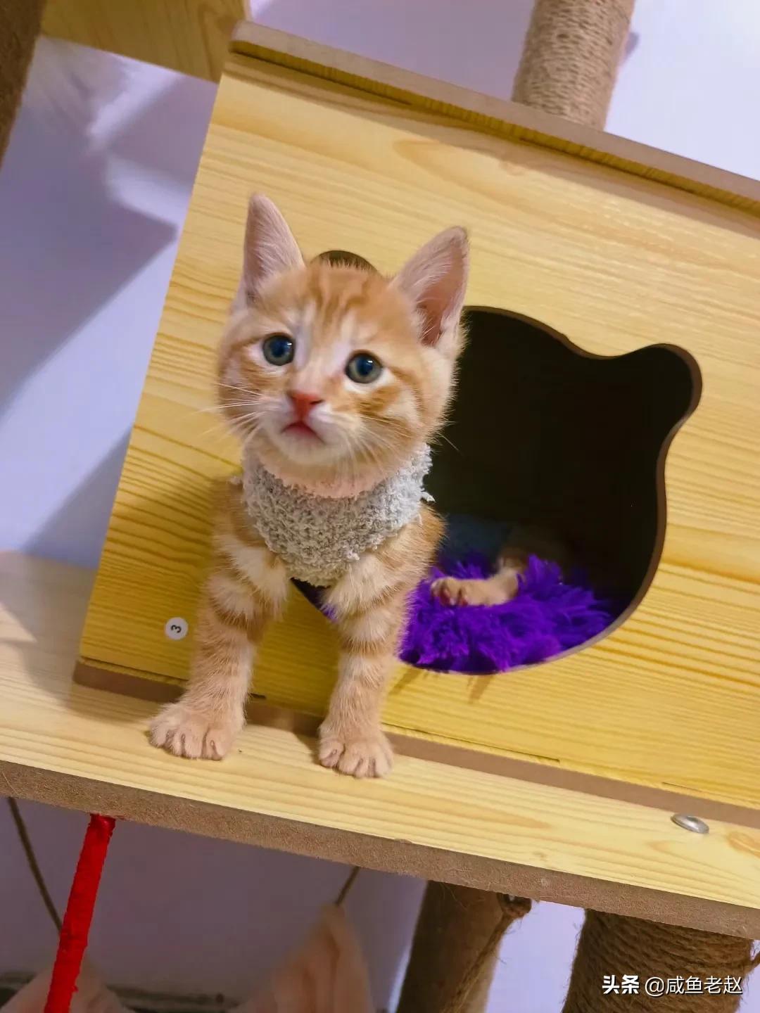 猫咪来我家了,猫咪来家里活泼