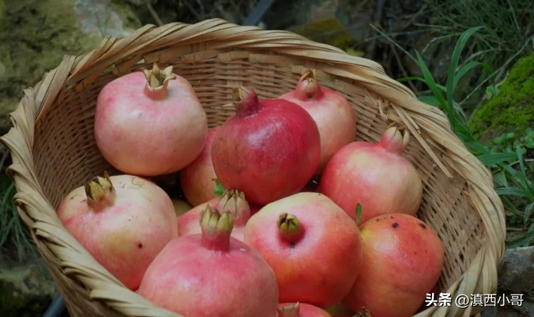 美丽的红宝石石榴,一席一果