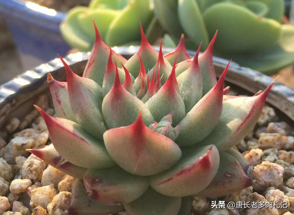 托斯卡内利和蓝眼睛是一个品种吗,多肉托斯卡内利适合阳台养吗