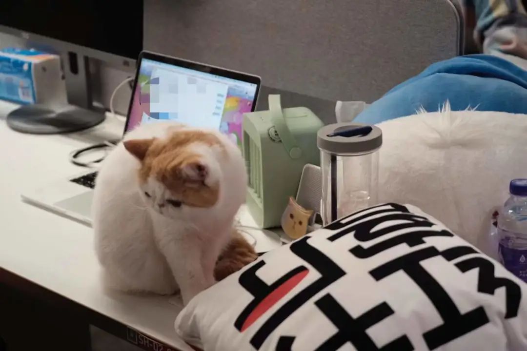 大厂员工带宠物上班,员工带宠物去上班好吗