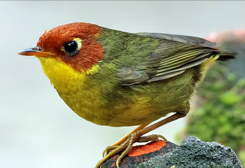 所有鸟图片大全大图,50张最佳鸟类摄影作品