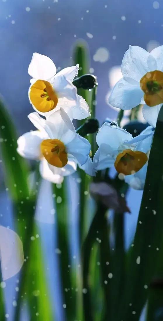 古诗词中的水仙花：飘零尘俗客再见水仙花