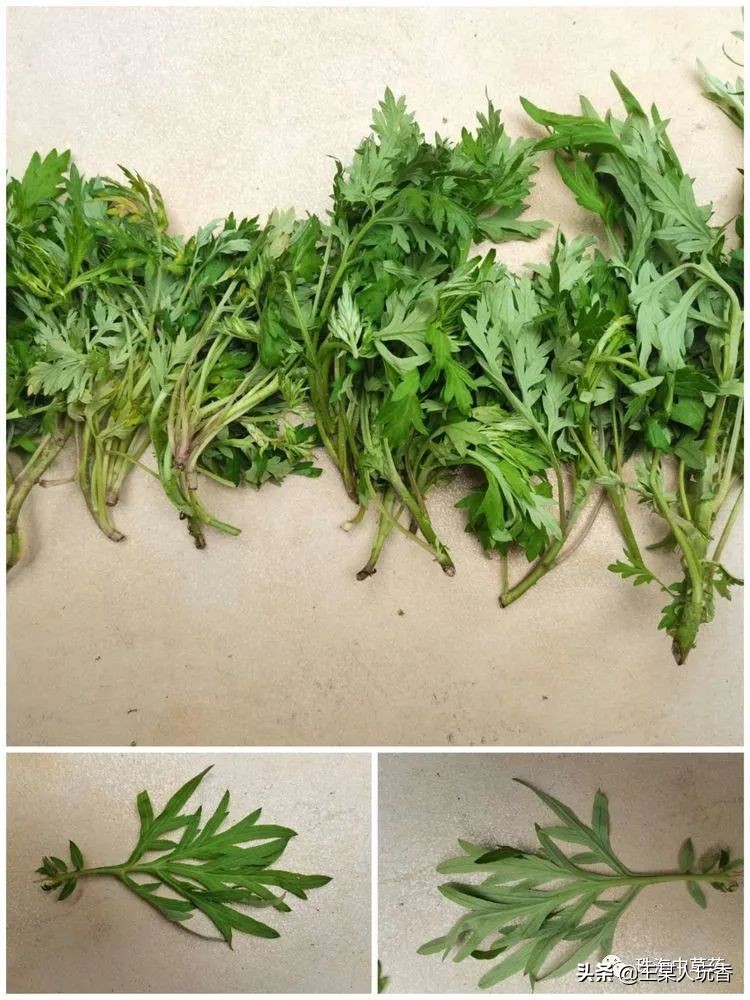 石家庄挖野菜攻略,挖野菜攻略