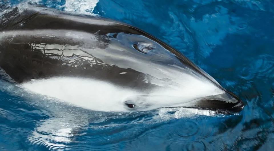 把10头公羊和10头母羊，放到有森林的孤岛上，10年后会怎么样？