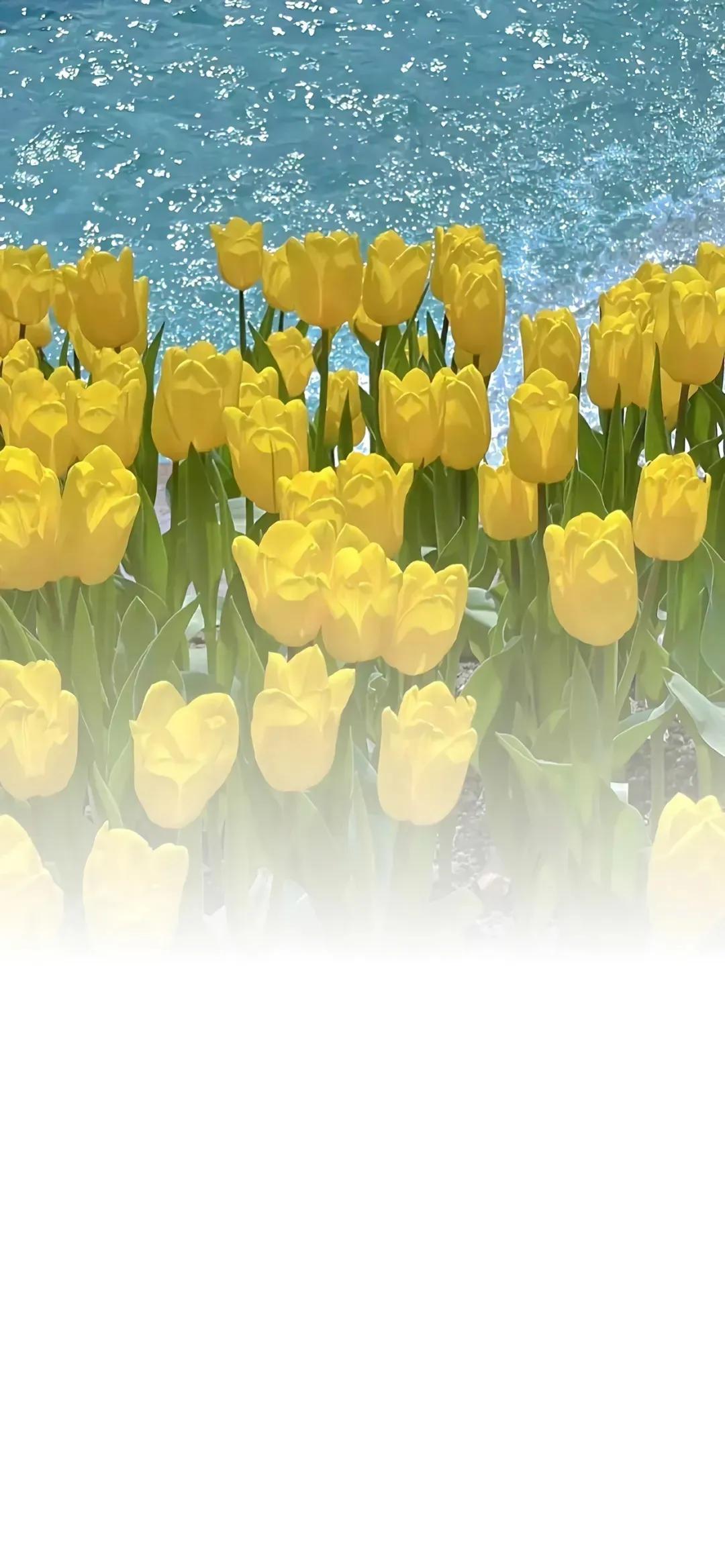 渐变晕染聊天背景图,渐变式聊天背景图