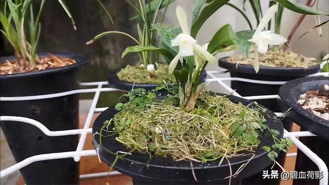 兰市低迷兔耳兰却一家独大,兰友要不要跟风投资?你需要明白五点