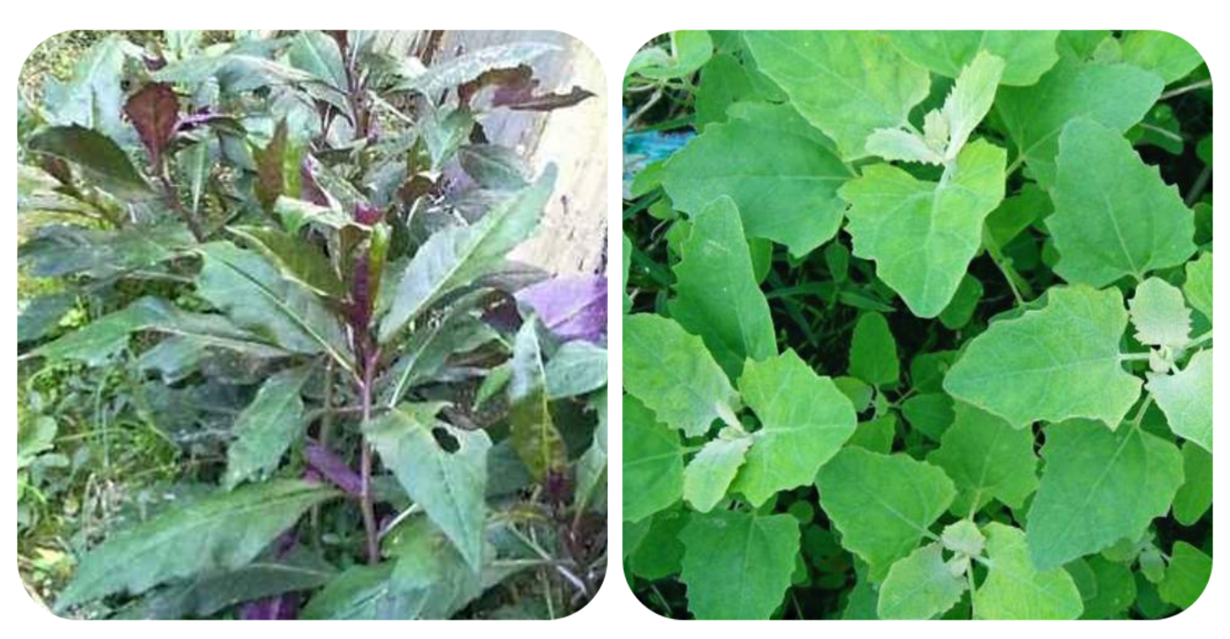 100种野菜大全图解,认识100种野菜视频大全完整版