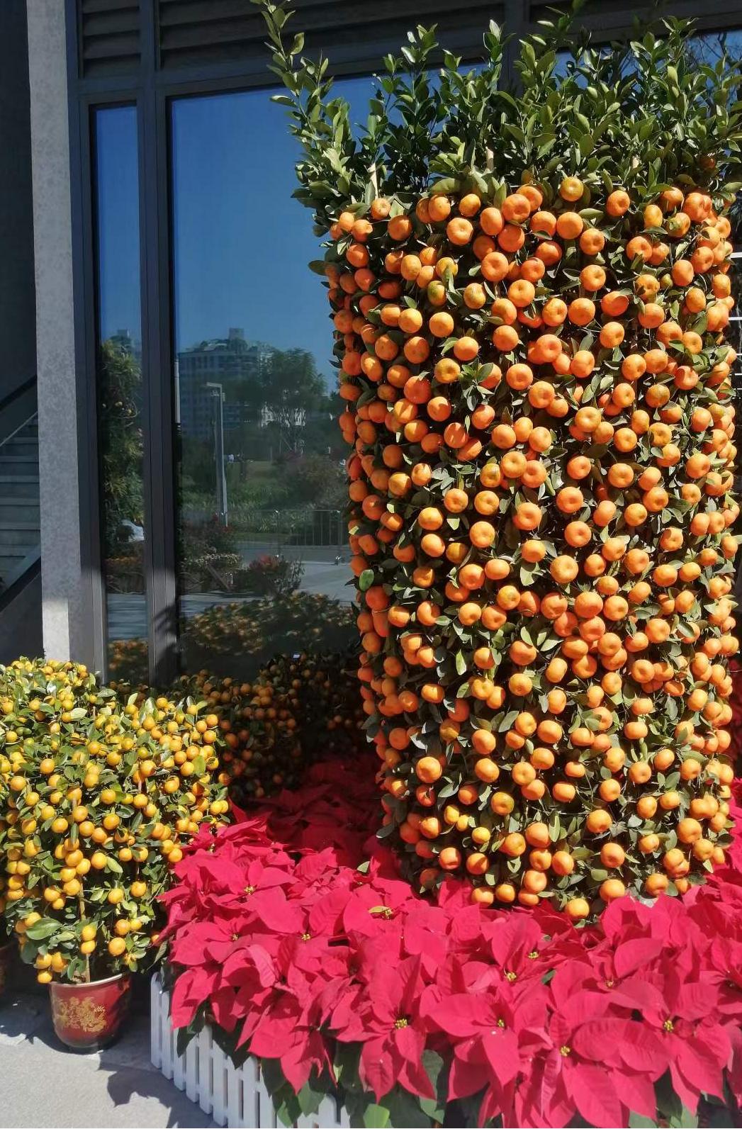 庭院种8棵树风水寓意,8种院子树