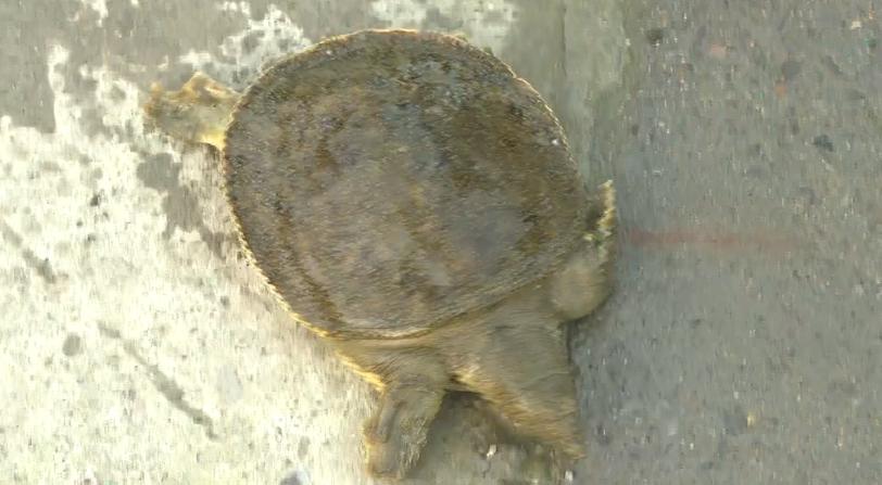 石家庄哪有甲鱼养殖基地,璧山区生态甲鱼养殖