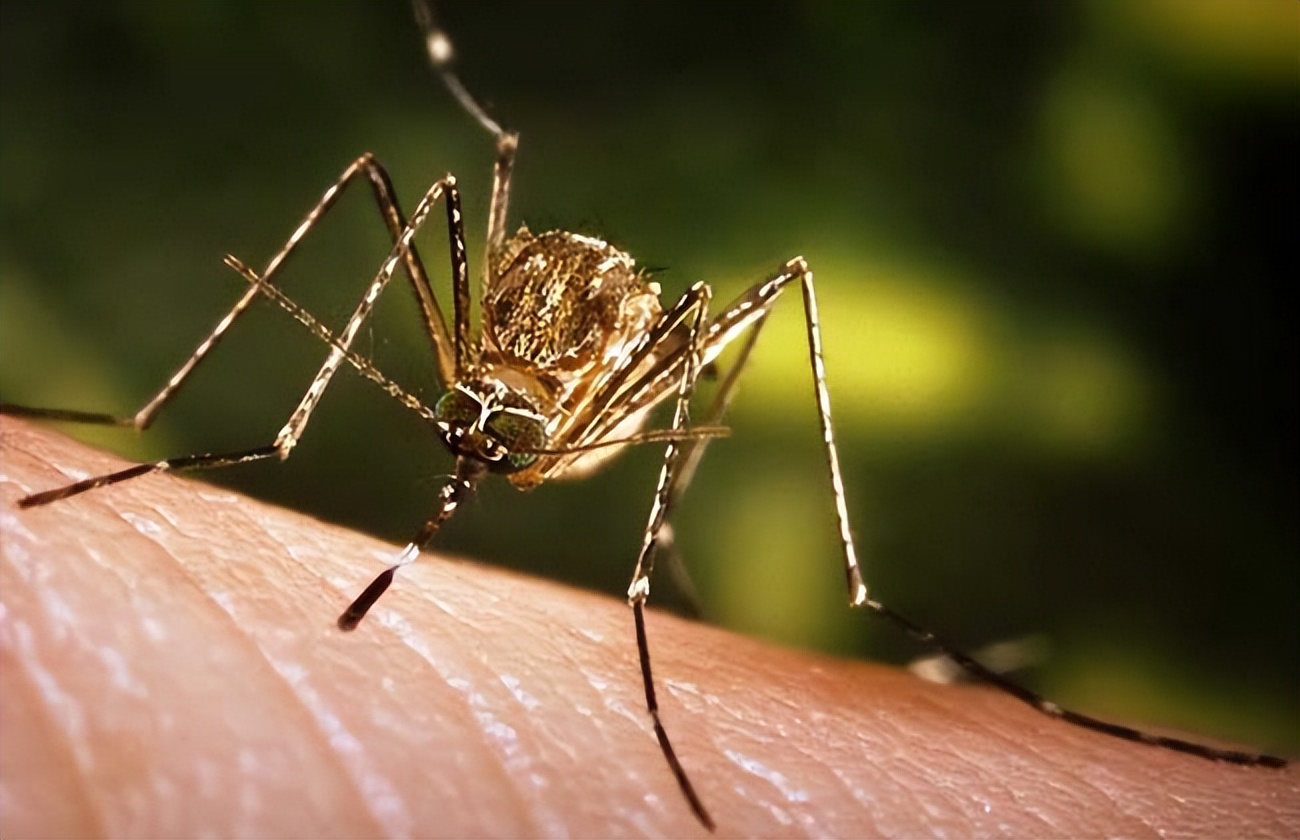 烟台蚊子几月份出现最多,烟台的蚊子有多大