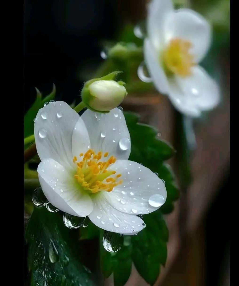 人间值得呀,人间值得歌曲