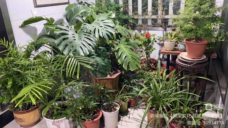 绿色是生命中的最美色彩