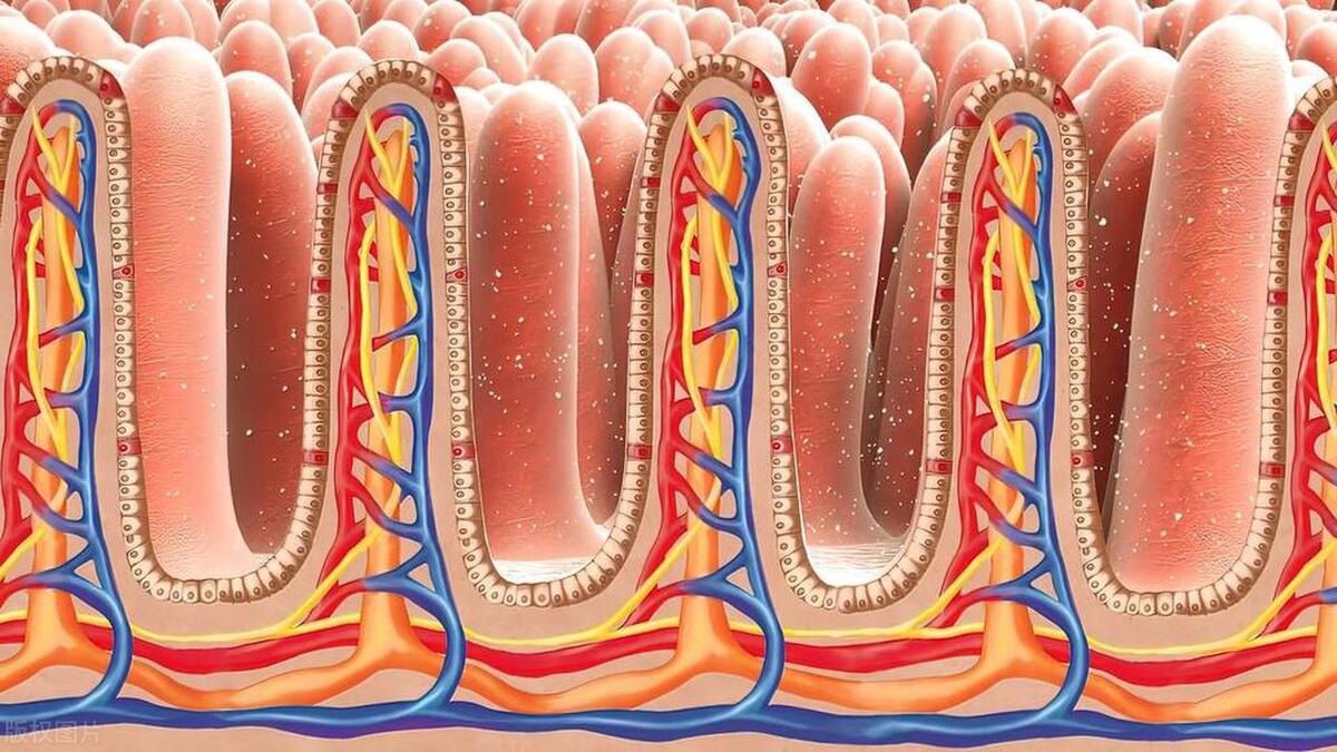 被鱼刺卡住去医院取鱼刺,被鱼刺卡了取根鱼刺多少钱