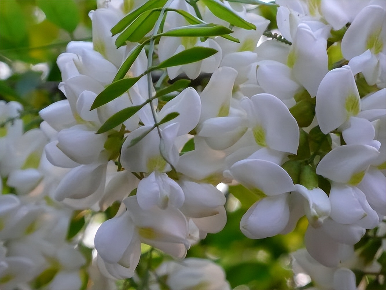 春天看图挖野菜，送你40种野菜大图鉴，让你轻松辨别各种野菜