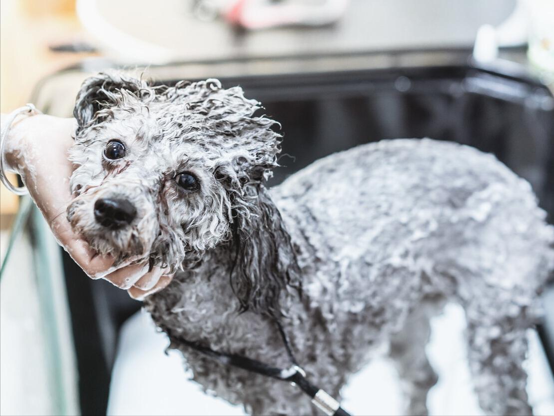 泰迪洗澡十大禁忌,注意泰迪犬洗澡7大误区劝你别犯