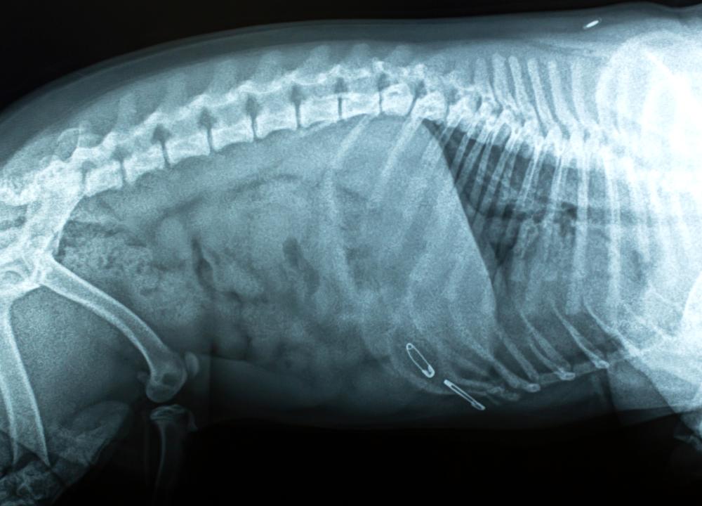 狗狗吃东西错误喂法,狗狗吃东西快怎么改正