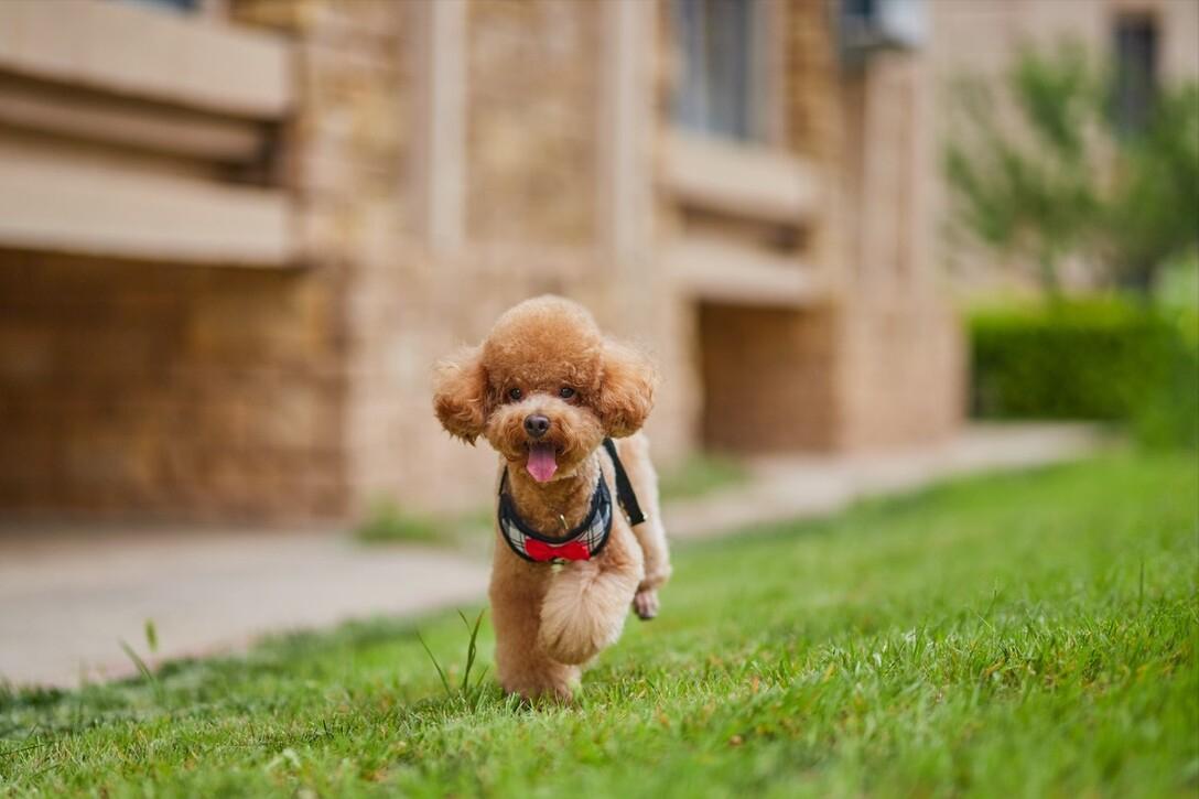 柯基比熊哪个聪明,柯基比熊博美哪个比较聪明