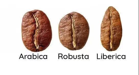 带您认识咖啡树咖啡果,咖啡树阿拉比卡豆