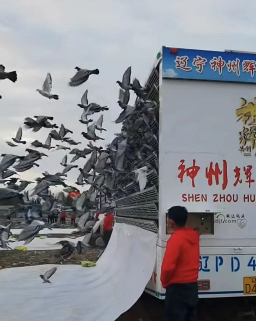 辽宁神州辉煌公棚300公里成绩,神州辉煌决赛归巢