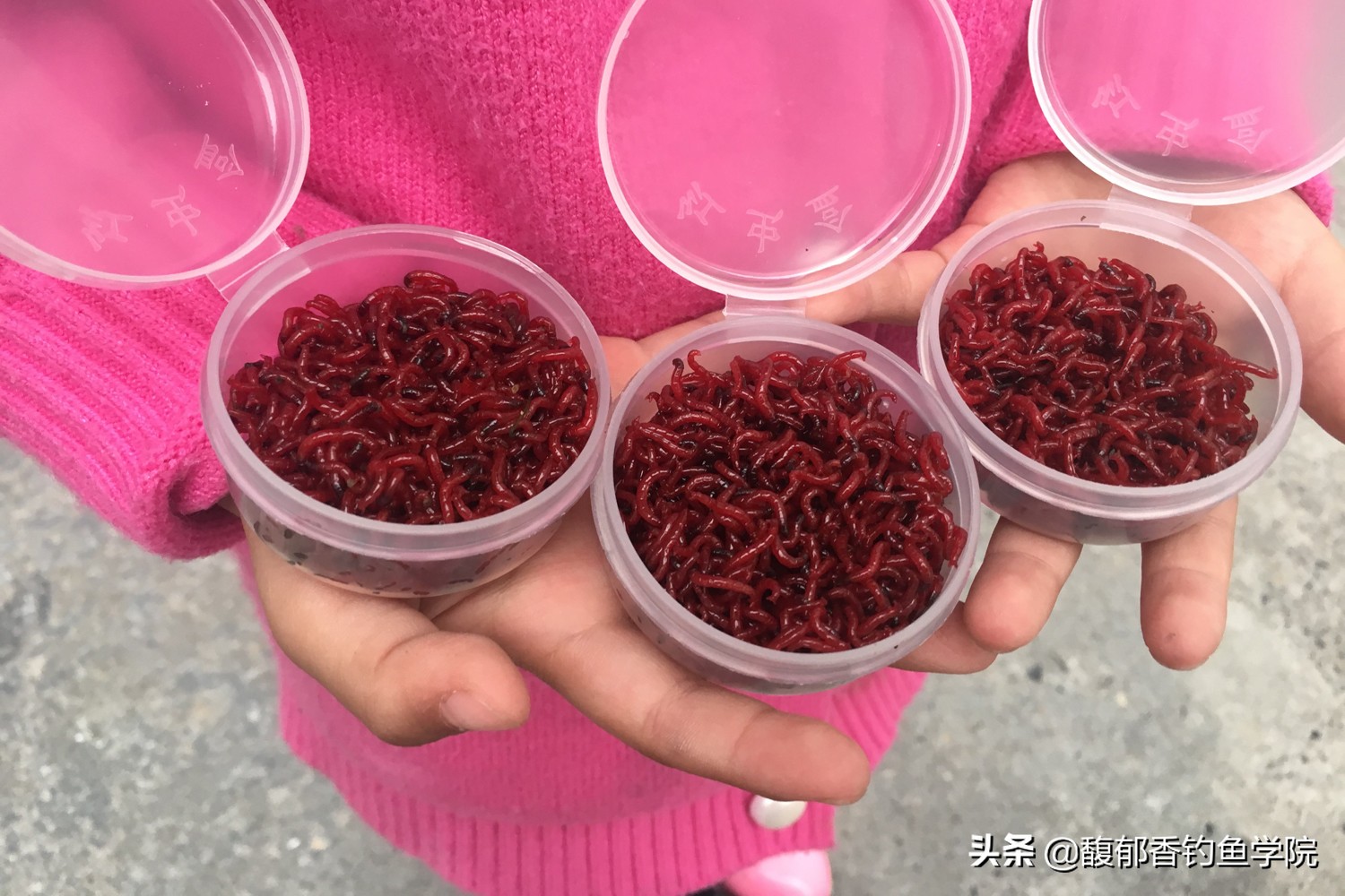 冬季红虫钓鱼红虫可以泡药酒里吗,用红虫钓鱼要粘红虫粉吗