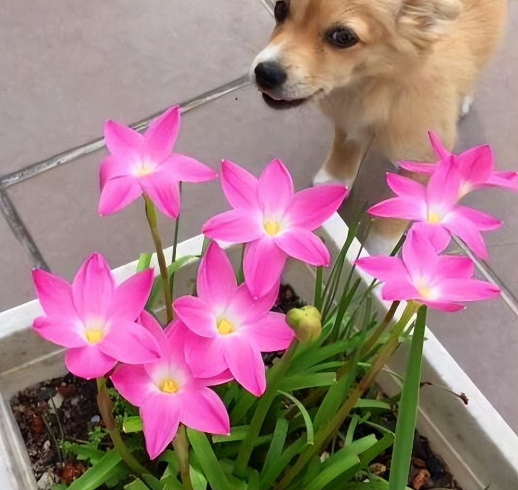 哪些花盆栽能吸甲醛呢图片,种什么盆栽能吸甲醛