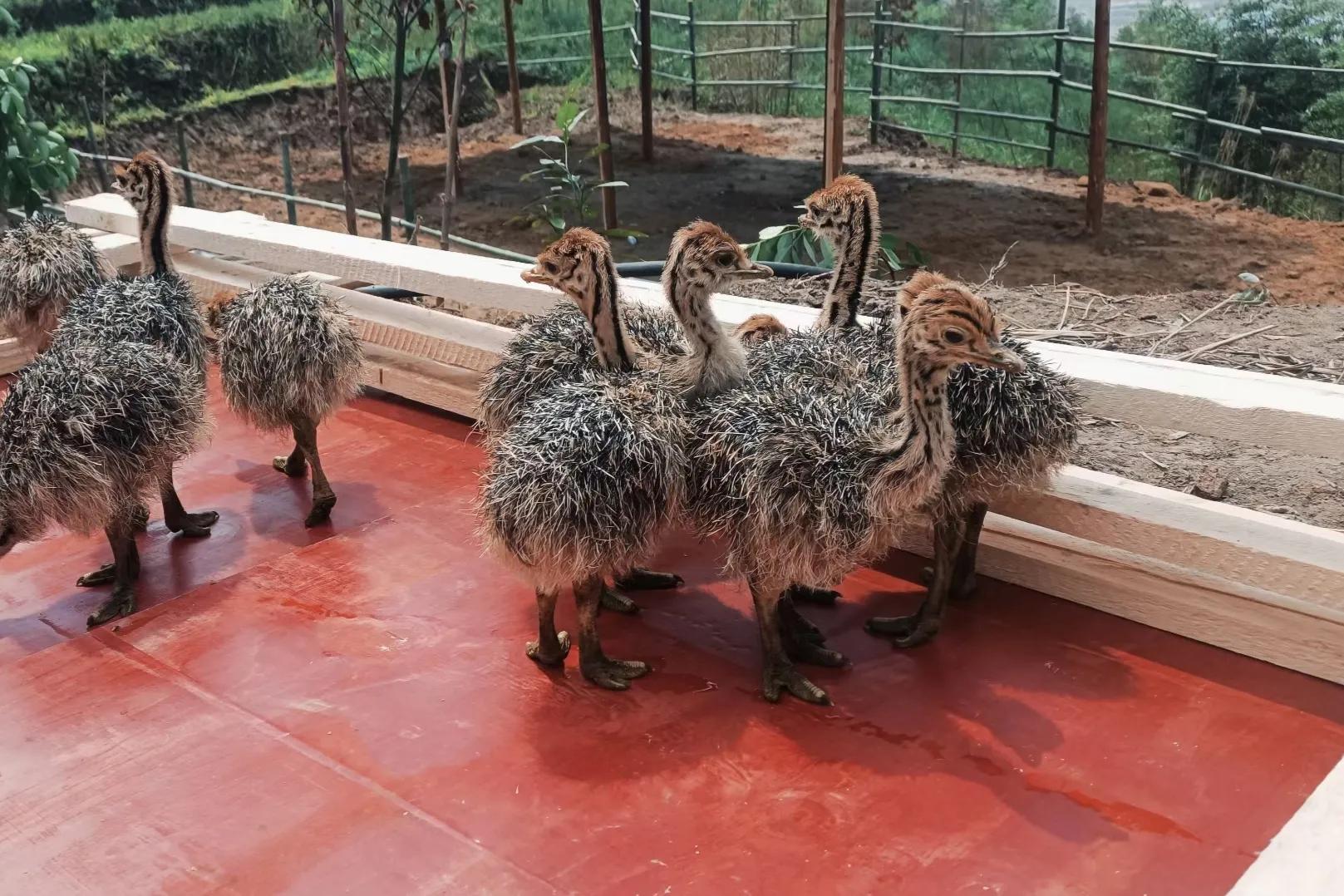 农村大学生返乡养殖鸵鸟,资中80后小伙返乡创业养鸵鸟